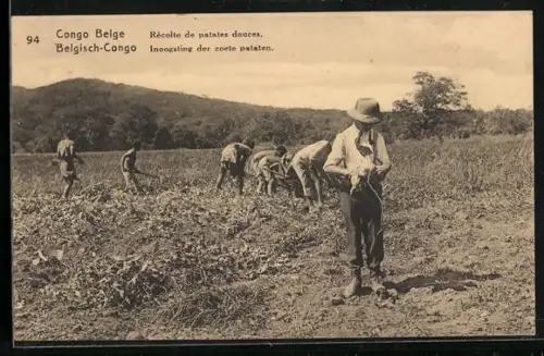 AK Congo Belge, Récolte de patates douces