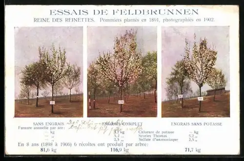 AK Essais de Feldbrunnen, Reine des Reinettes, Sand Engrais, Engrais Complet et Engrais sans Potasse