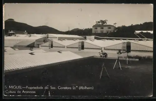 AK S. Miguel, Propriedade da Soc. Corretora Lt., Cultura de Ananazes