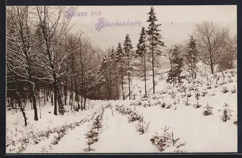 Foto-AK Blankenheim / Südharz, Verschneite Waldlandschaft