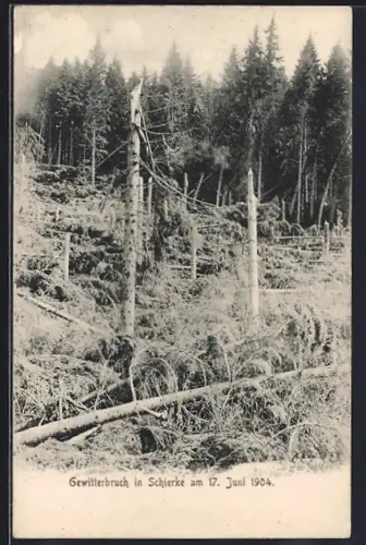 AK Schierke, Gewitterbruch am 17. Juni 1904, Kahlschlag des Waldes