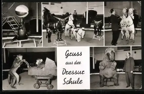 AK Hamburg-Stellingen, Carl Hagenbecks Tierpark, Dressurschule, Elefant, Affen