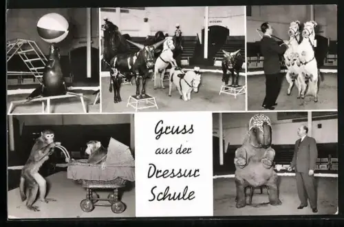 AK Hamburg-Stellingen, Carl Hagenbecks Tierpark, Dressurschule, Elefant, Affen