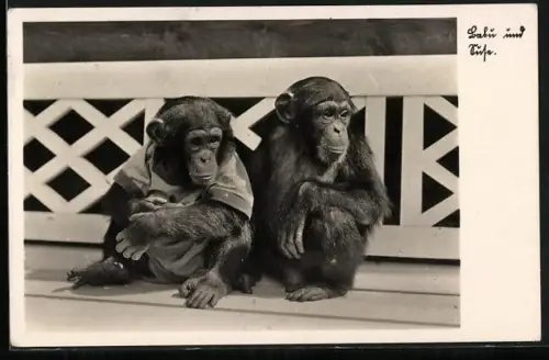 AK Halle, Zoologischer Garten, Schimpansen Babu und Suse