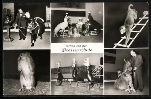 AK Hamburg-Stellingen, Carl Hagenbeck`s Tierpark, Dressur-Schule mit Seerobben, Affen und Pony