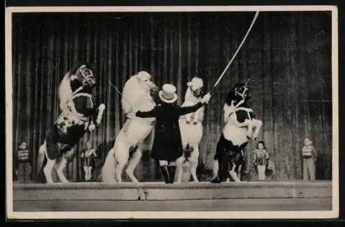 AK Berlin, Schäfers Märchenstadt Liliput, Pony-Dressur