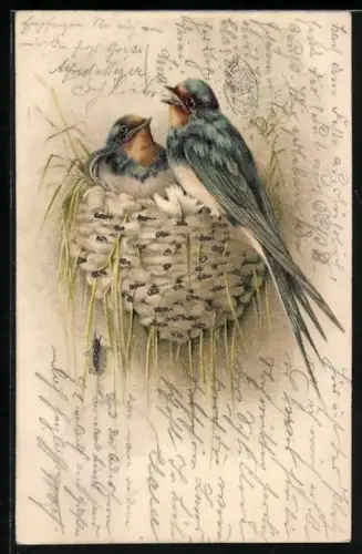 AK Zwei Schwalben im Nest, Pfingstgruss