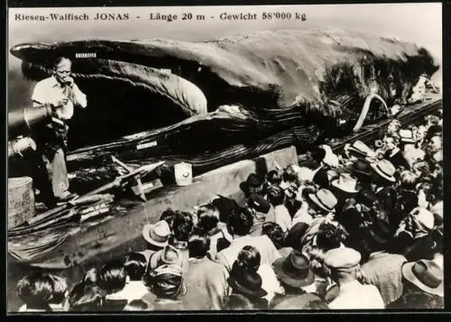AK Modell des Riesen-Walfisch Jonas