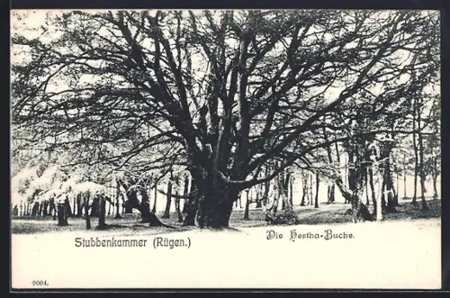 AK Stubbenkammer /Rügen, Hertha-Buche