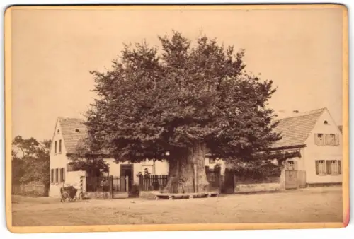 Fotografie Carl Scheuermann, Worms, Ansicht Worms-Pfifflingen, der Lutherbaum Feldulme am Gehöft
