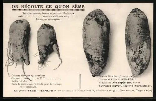 AK Les graines d`Elite Semeor, On récolte ce qu`on sème