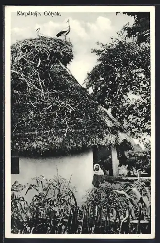 AK Gólyák /Kárpátalja, Capy