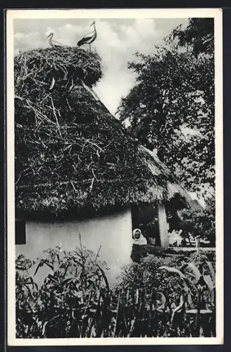 AK Gólyák /Kárpátalja, Capi