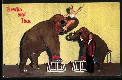 AK Dressierte Elefanten Bertha und Tina, vorgestellt von C. J. Madison und Diane Olson