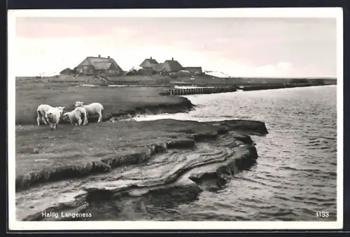 AK Hallig Langeness, Küstenlandschaft mit Schafen und Ortsansicht