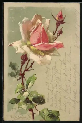 Künstler-AK Catharina Klein: Blühende Rose mit Knospen