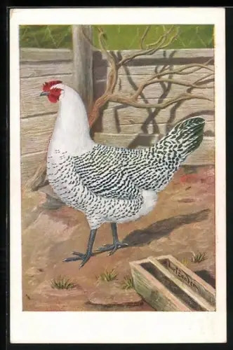 AK Ostfriesische Silber-Möven-Henne im Hühnerhof