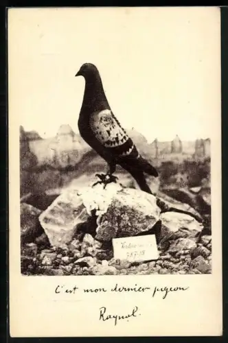 AK Brieftaube auf einem Felsen