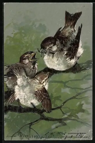 AK Sperlingsmutter füttert ihre Küken