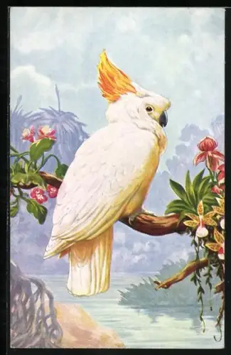 Künstler-AK Kakadu auf dem Ast eines blühenden Baumes