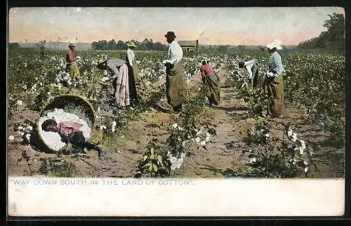 AK Afrikaner arbeiten auf einem Baumwollfeld