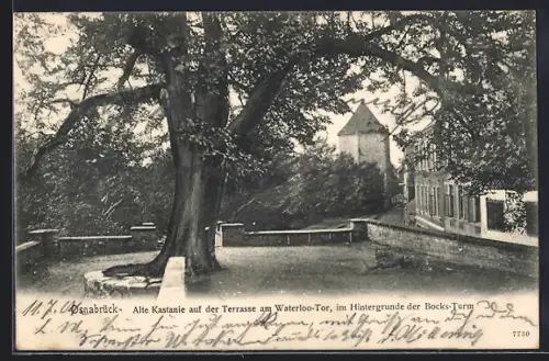 AK Osnabrück, Alte Kastanie auf der Terrasse am Waterloo-Tor, Bocks-Turm im Hintergrund