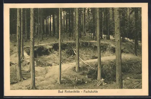 AK Bad Rothenfelde, Fuchskuhle, Waldlandschaft