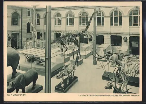 AK Frankfurt-Westend, Lichthof des Senckenberg-Museums mit Dinosaurier- und Tierskeletten