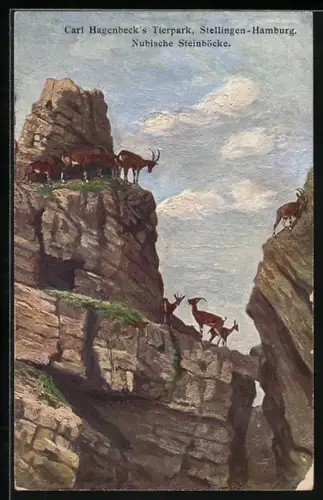AK Stellingen-Hamburg, Hagenbeck`s Tierpark, Nubische Steinböcke auf dem Felsenpanorama