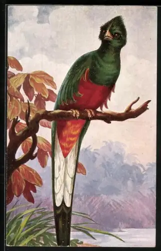 AK Quesal, exotischer Vogel mit grün-rotem Gefieder, Quetzal