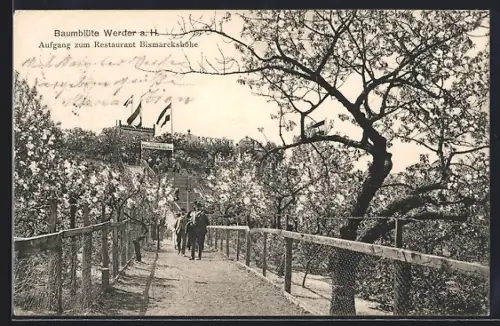 AK Werder a. H., Baumblüte, Aufgang zum Restaurant Bismarckhöhe