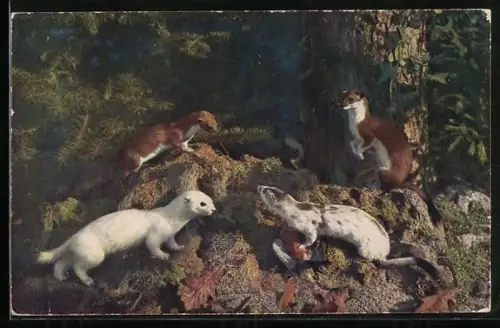 AK Wiesel im Wald bei Sonnenschein