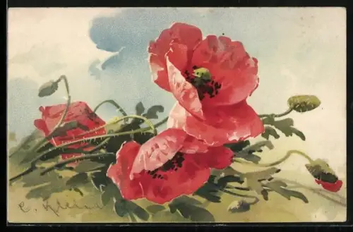 Künstler-AK Catharina Klein: Mohnblumen mit Knospen