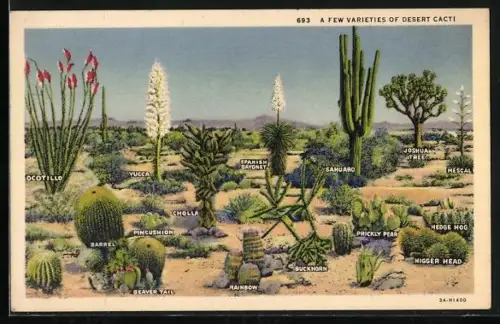 AK A few varieties of desert cacti, Cholla, Rainbow, Buckhorn, Kakteen