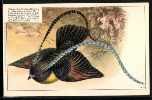 AK König Alberts Paradiesvogel im Flug um 1900