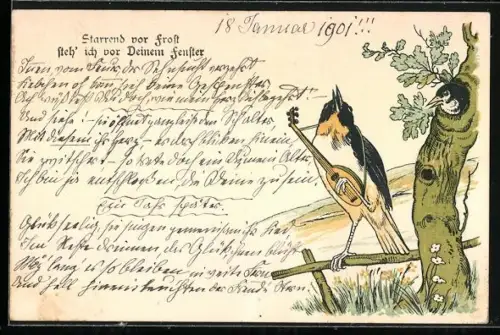 AK Vogel spielt für Weibchen Gitarre, vermenschlichte Tiere