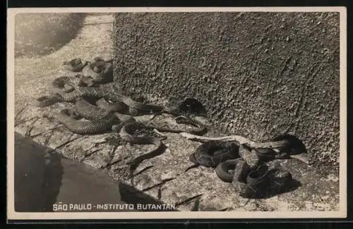 AK Sao Paulo, Instituto Butantan, Schlangen in der Sonne