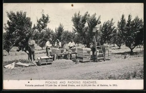 AK Picking and Packing Peaches, Landwirtschaft