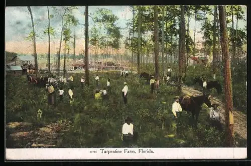 AK Florida, Turpentine Farm, Arbeiter in der Forstwirtschaft