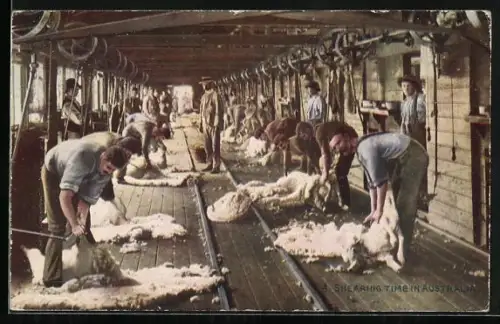 AK Shearing Time in Austrailia, Schafescheren