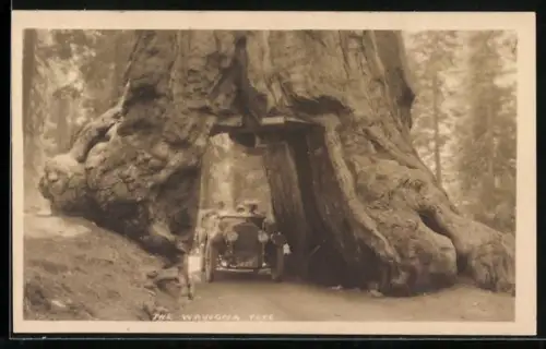 AK The Wawona Tree, Auto fährt durch Baum durch