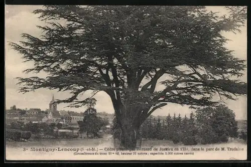 AK Montigny-Lencoup, Cèdre plante par Bernard de Jussieu dans le parc de M. Trudaine