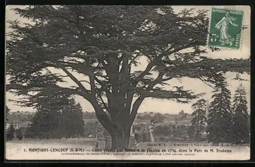 AK Montigny-Lencoup /S.-&-M., Cèdre planté par Bernard de Jussieu en 1734 dans le Parc de M. Trudaine, Baum