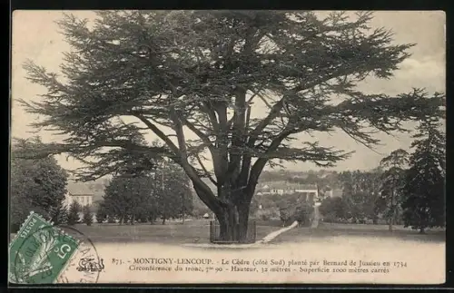 AK Montigny-Lencoup, Le Cèdre planté par Bernard de Jussieu en 1734