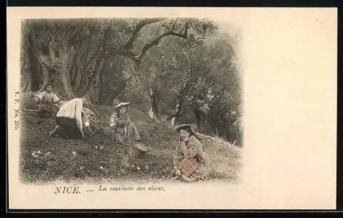 AK Nice, La ceuillette des olives, Landwirtschaft
