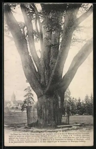 AK Montigny-Lencoup, Le Tronc du Cèdre du Liban