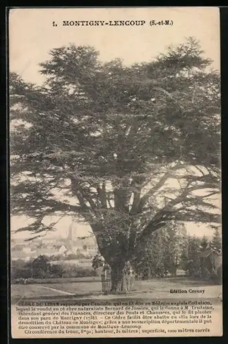AK Montigny-Lencoup /S.-et-M., Cèdre du Liban