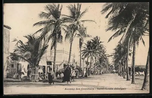 AK Saint-Louis, Avenue des Cocotiers, Strassenpartie mit Palmen