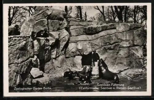 Foto-AK Seelöwen Fütterung im Zoologischen Garten Berlin