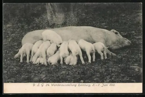 AK Hamburg, DLG Wanderausstellung 1910, Sau mit Ferkeln